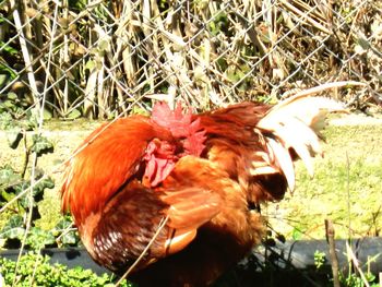 Side view of rooster on field