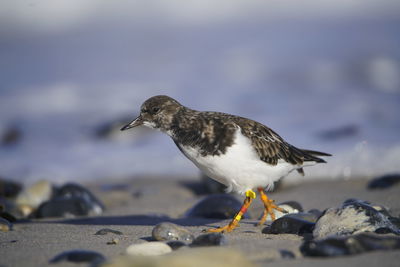 Close-up of seagull on beach