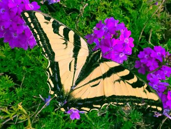 Close-up of pink flowers