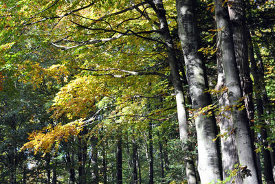 Low angle view of trees in forest