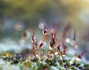 Close-up of plant on field during winter