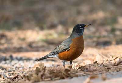 Close-up of bird perching on field