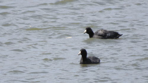 Two ducks swimming in lake
