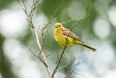 Bird perching on branch