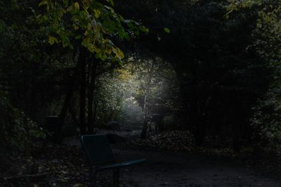Empty bench by trees in forest