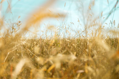 Close-up of crops on field