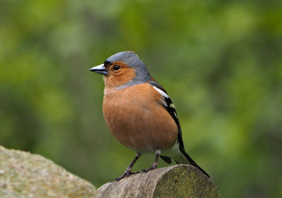 Close-up of bird perching outdoors