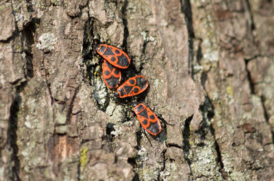 Close-up of ladybug on tree trunk