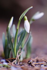 Close-up of white flowering plant