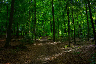 Scenic view of forest