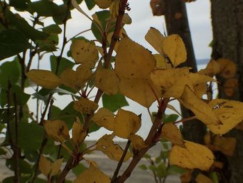 Close-up of leaves on tree