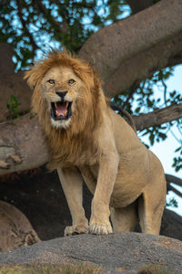 Portrait of cat sitting on tree