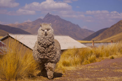 Llama against mountains