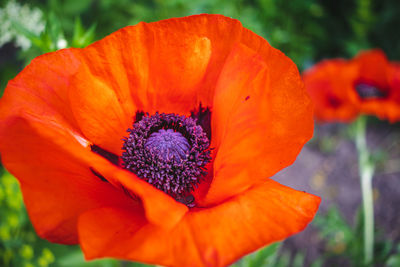 Close-up of orange flower