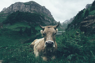 Close-up of a cow in the swiss alps