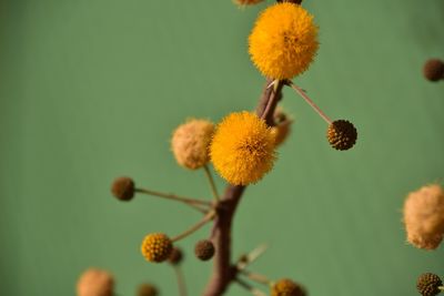 Close-up of yellow flowering plant