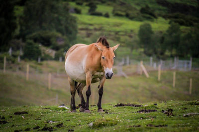 Horse standing in a field