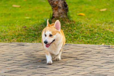 Dog looking away on street