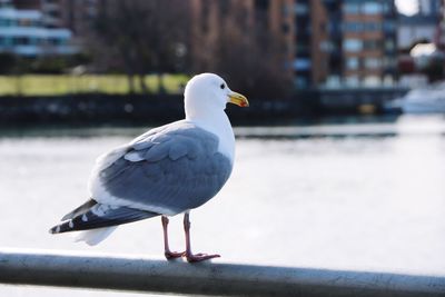 Close-up of seagull perching on retaining wall