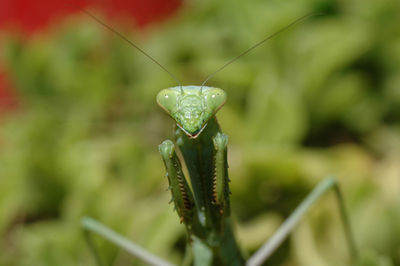 Close-up of praying mantis