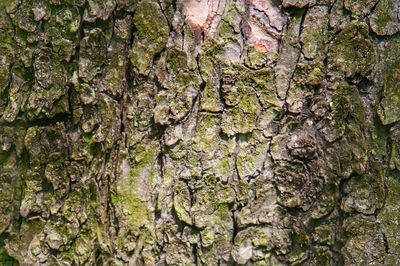 Full frame shot of tree trunk