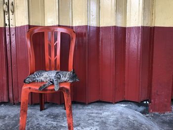 View of a cat looking away against wall