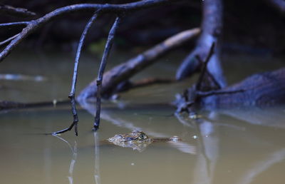 Close-up of crab in water