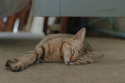 Close-up of a cat sleeping
