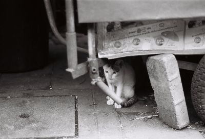 Cat in pen