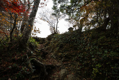 Low angle view of trees in forest against sky