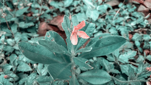 High angle view of raindrops on plant leaves on field