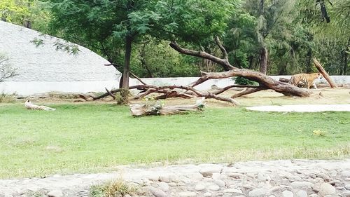 Dead tree on field