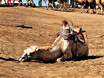 Camel resting on a land