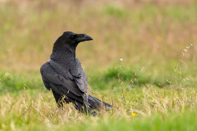 Bird perching on a field