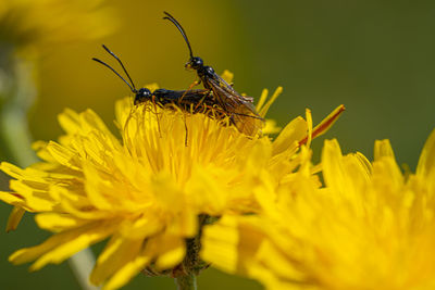 Black soldier fly flies insect hermetia illucens mating on yellow dandelions