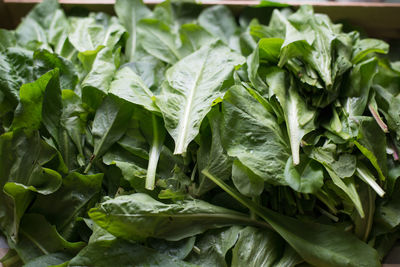 Close-up of fresh spinach