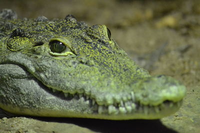 Close-up of crocodile on rock