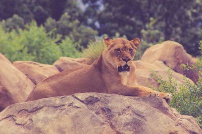 Lioness relaxing on rock formation