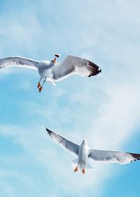 Low angle view of seagull flying