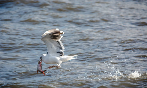 Seagull hunting fish in river