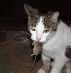 Close-up portrait of cat