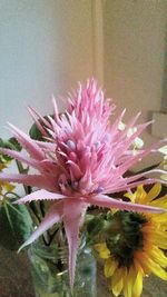 Close-up of pink flower blooming outdoors