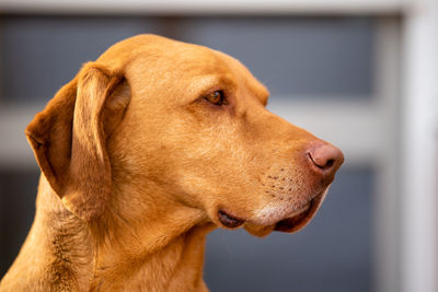 Close-up of dog looking away