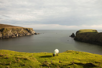 Scenic view of sheep and sea against sky, slieve league.
