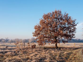 Tree on field against clear sky