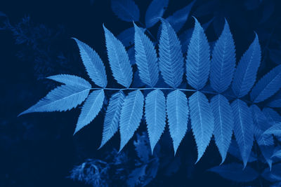 Branch of fresh green leaf closeup in blue color. color of the year 2020. 