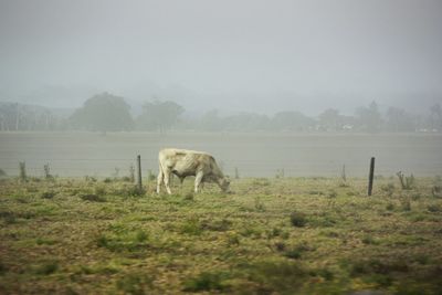 Horses in a field