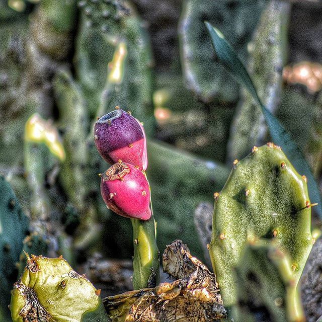 close-up, growth, focus on foreground, plant, nature, leaf, beauty in nature, selective focus, freshness, red, outdoors, fruit, day, no people, animal themes, growing, branch, flower, animals in the wild, bud