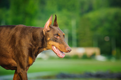 Close-up of doberman pinscher on field