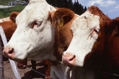 Close-up of cow